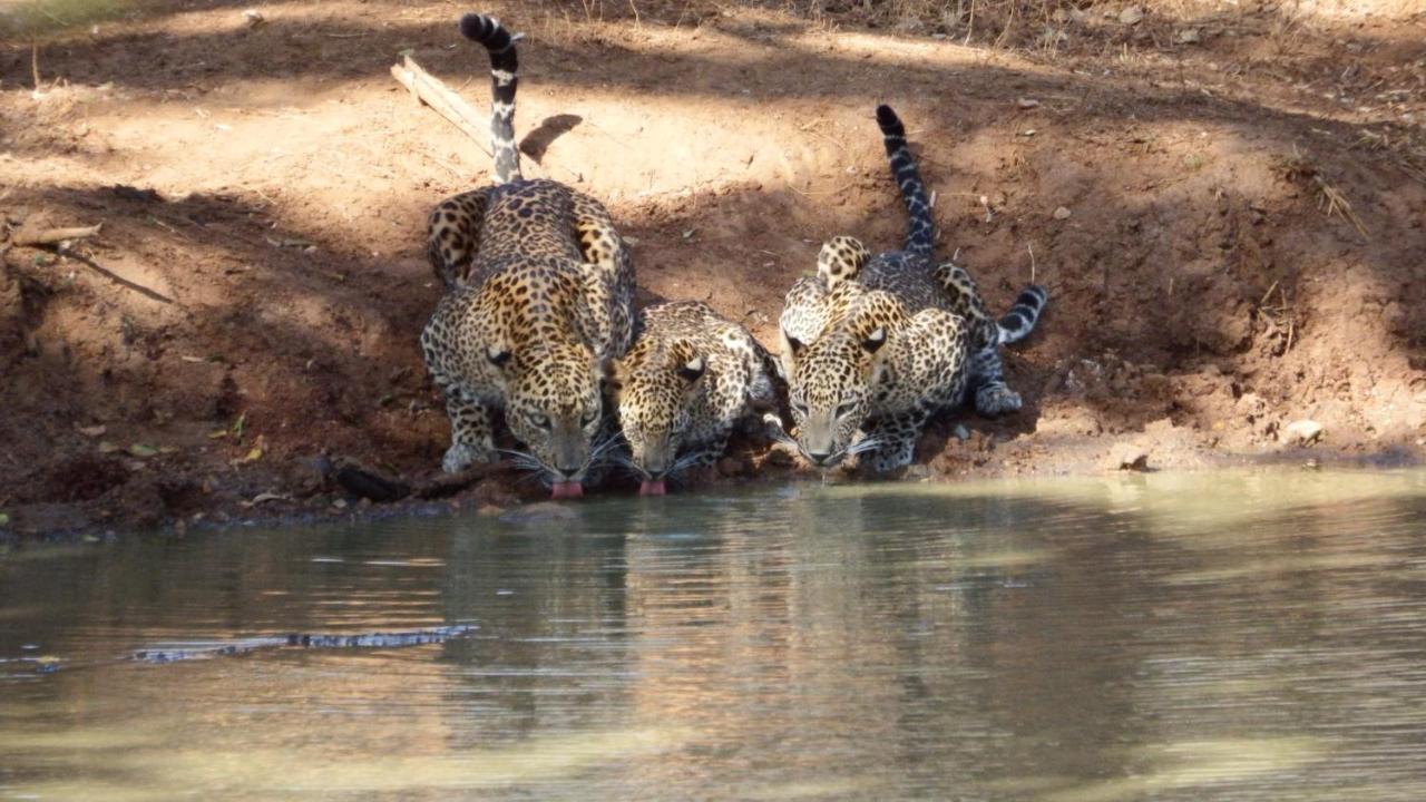 Kele Yala Villa Bagian luar foto